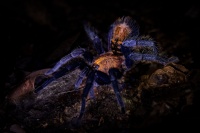 Sklipkan zebrovany - Davus ruficeps - Costa Rican Suntiger Tarantula 7903